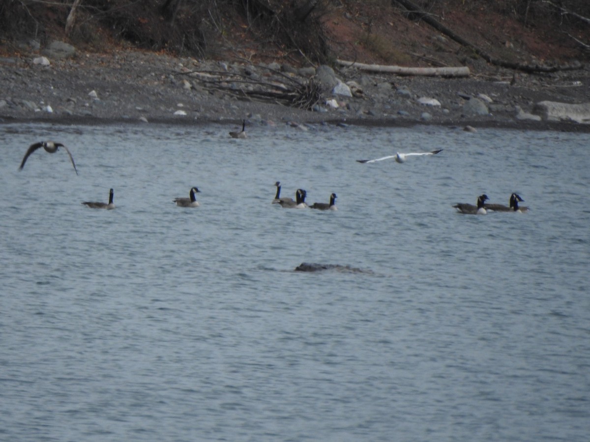 Ross's Goose - ML384448631