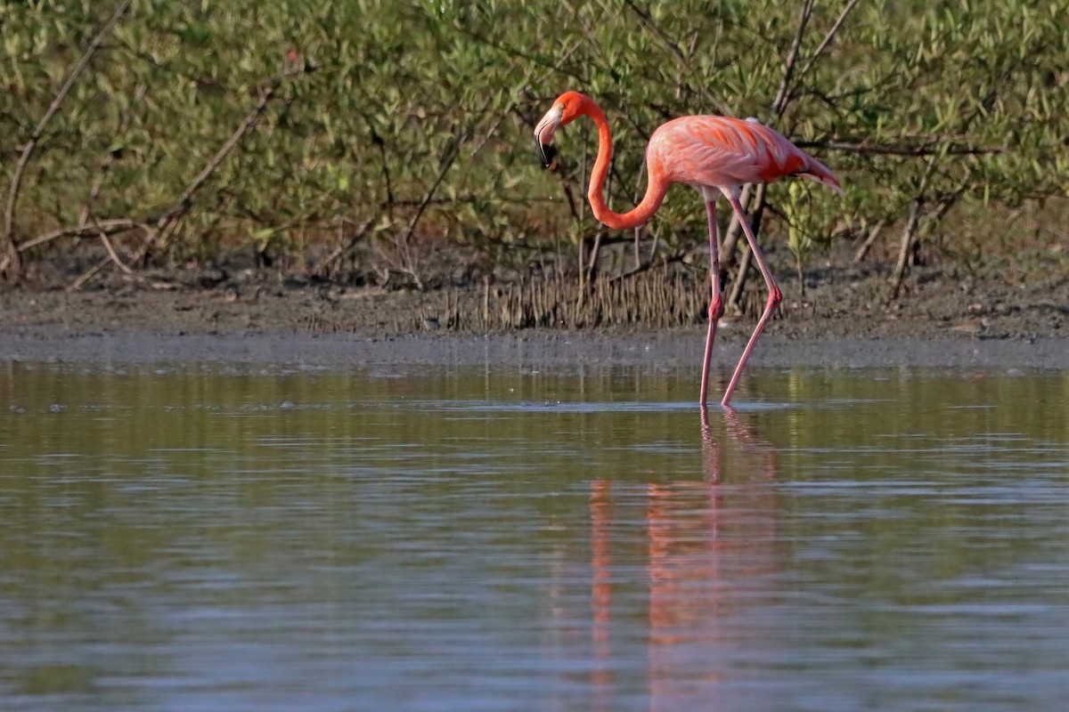 American Flamingo - ML384449241
