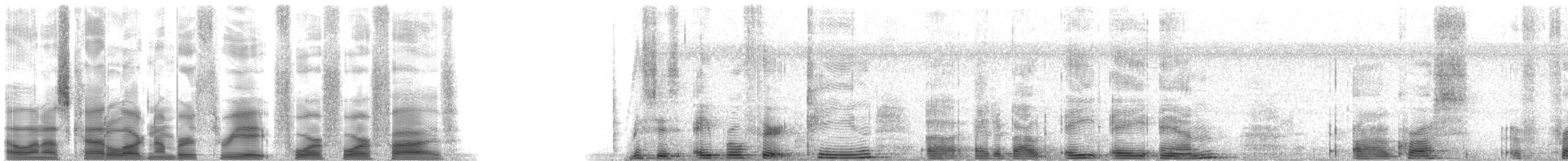 Perlaugen-Spottdrossel - ML38445