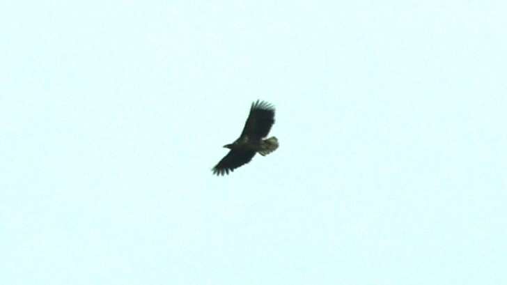 Ak Kuyruklu Kartal - ML384450831