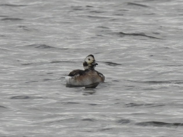 Long-tailed Duck - ML384451091