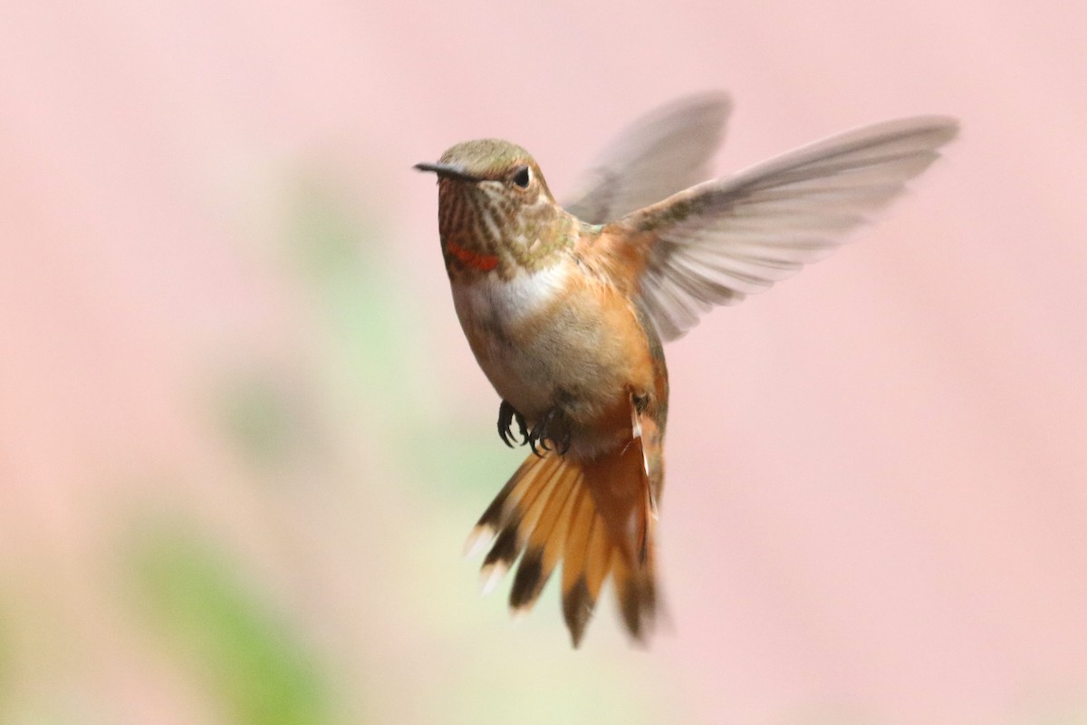 Rufous Hummingbird - Noah Strycker