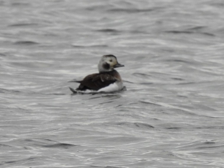 Long-tailed Duck - ML384451171