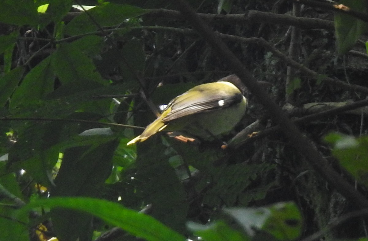 Sao Tome Oriole - ML384451291