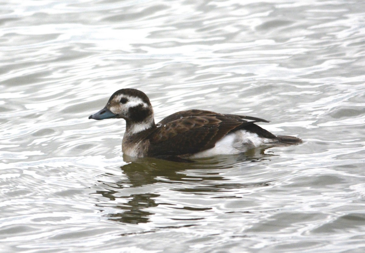 Long-tailed Duck - ML38445291