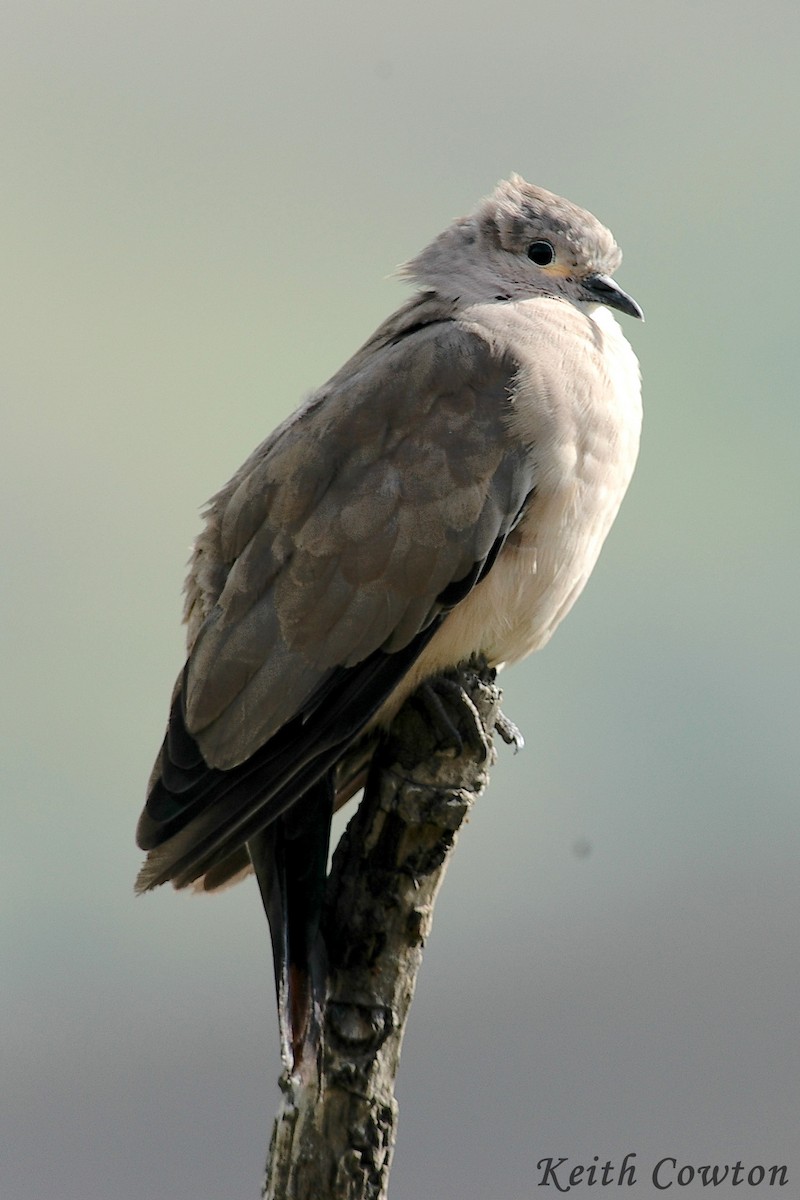 Black-winged Ground Dove - ML384453431