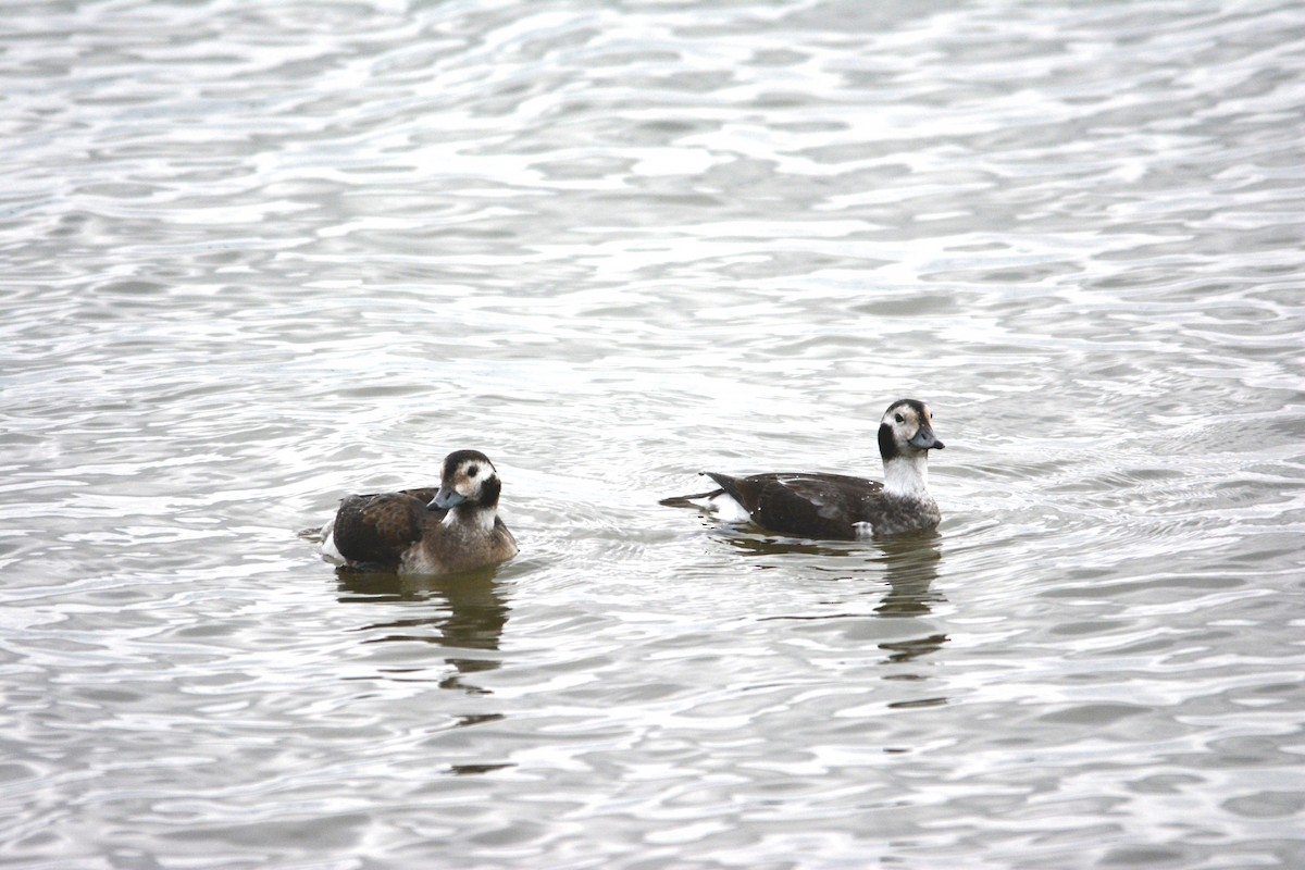 Long-tailed Duck - ML38445351