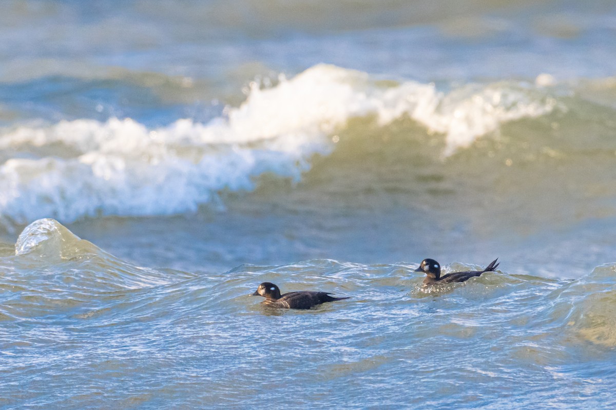 Harlequin Duck - ML384454561