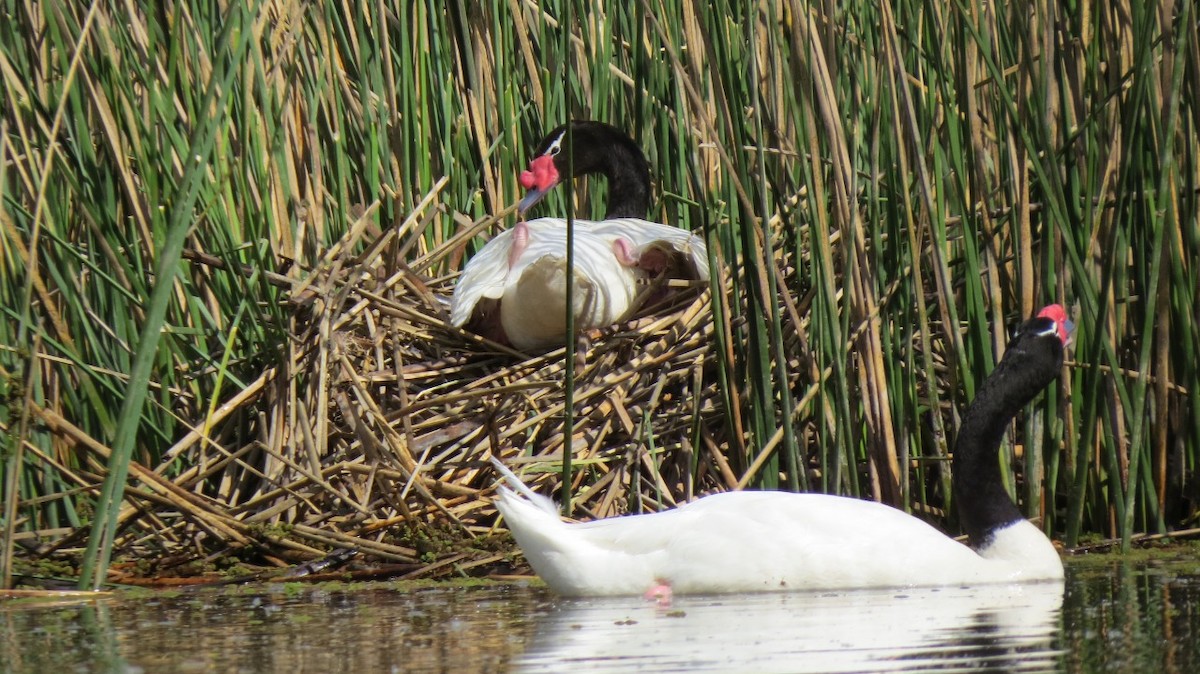 Black-necked Swan - ML384454591