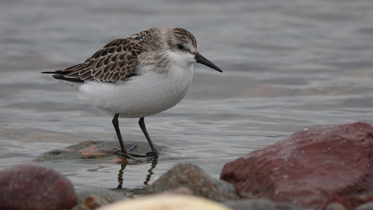 Semipalmated Sandpiper - ML384455741