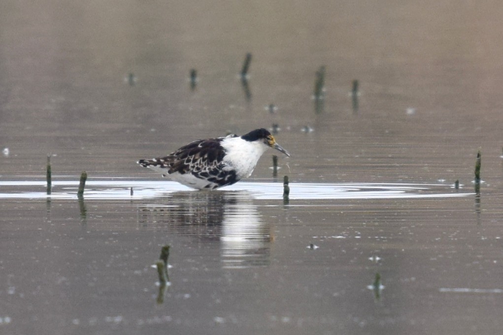 Ноцоо элсэг - ML384456361