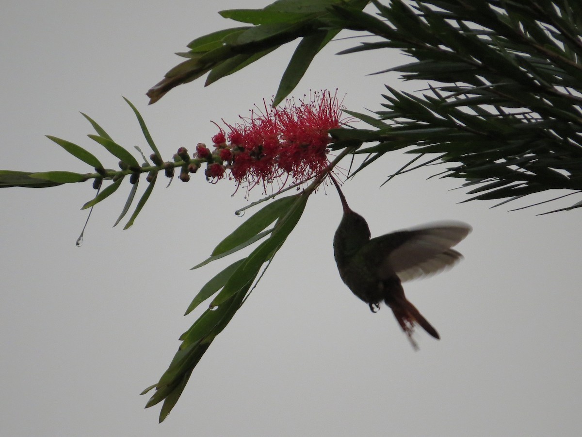 Rufous-tailed Hummingbird - ML38445751