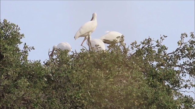 Eurasian Spoonbill - ML384459641