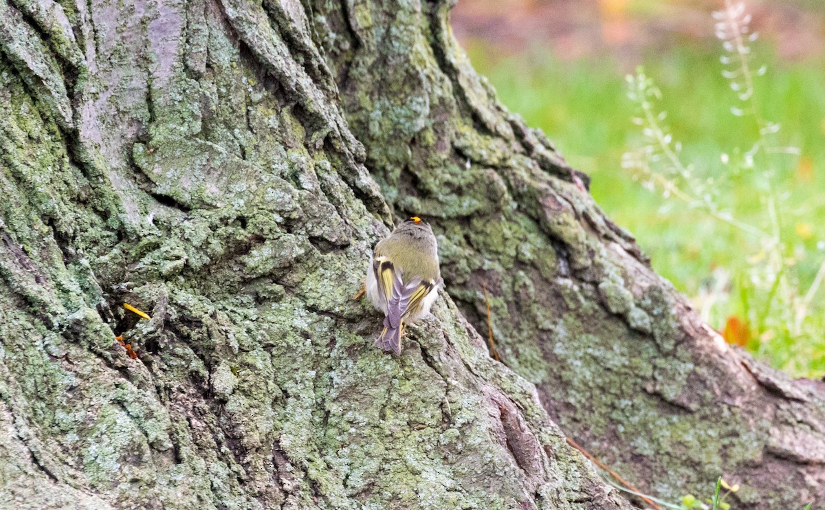 Golden-crowned Kinglet - ML384460651