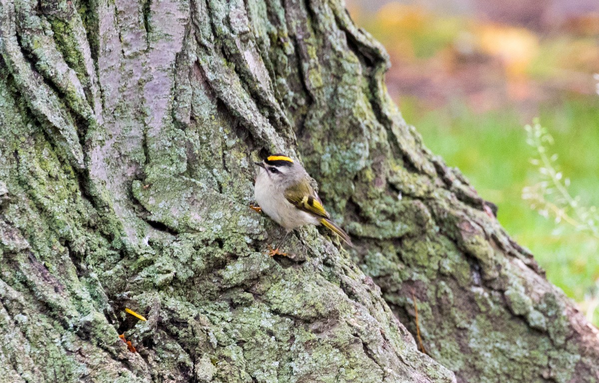 Golden-crowned Kinglet - ML384460661