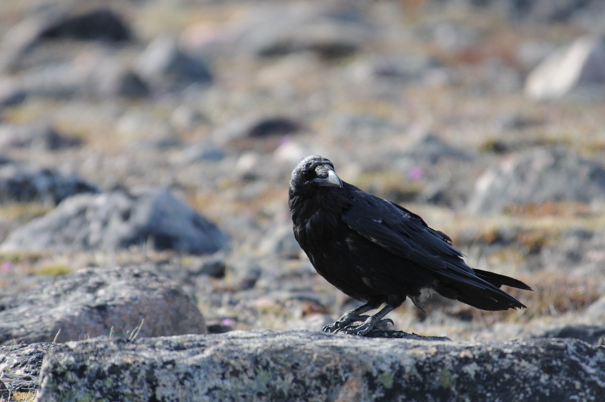 Common Raven - PC Smith