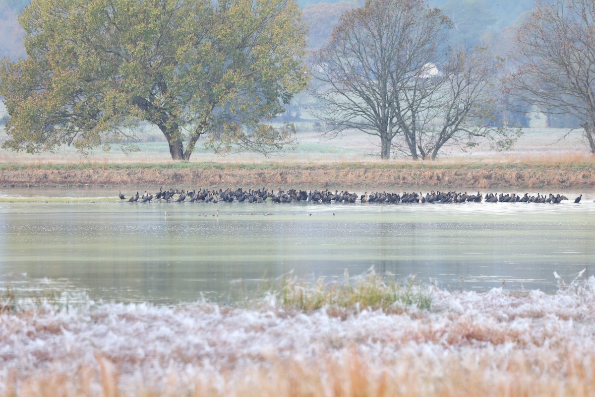 Double-crested Cormorant - ML384462991