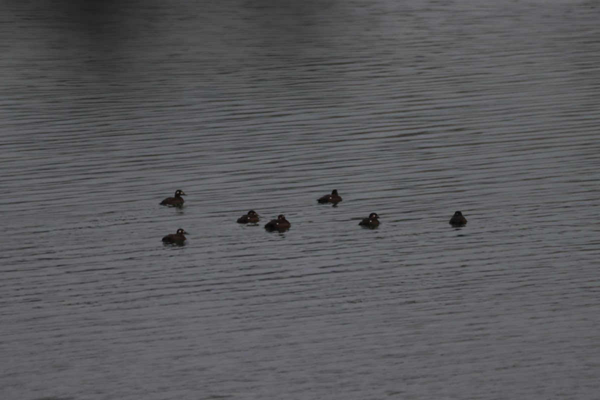 White-winged Scoter - ML384463951