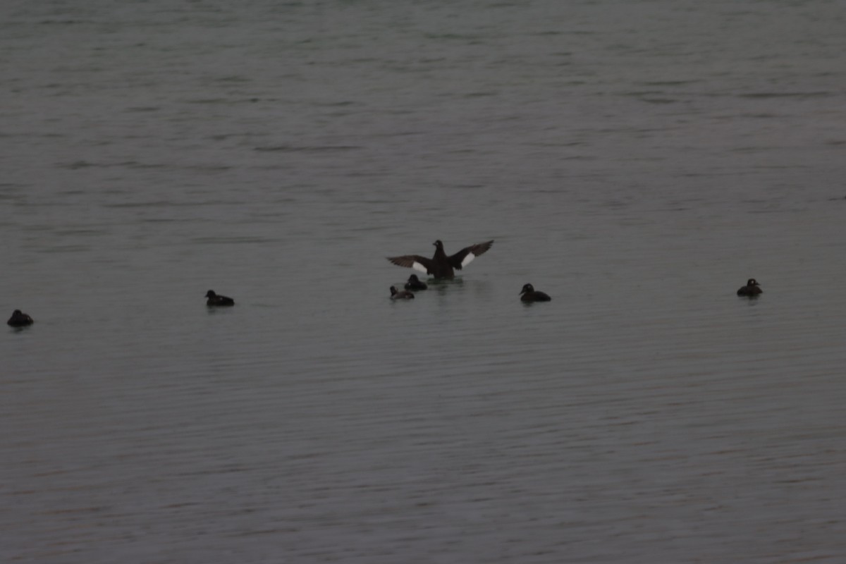 White-winged Scoter - Braydon Luikart