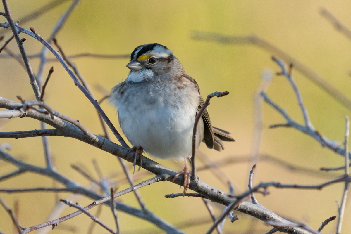 White-throated Sparrow - Robert Olshansky
