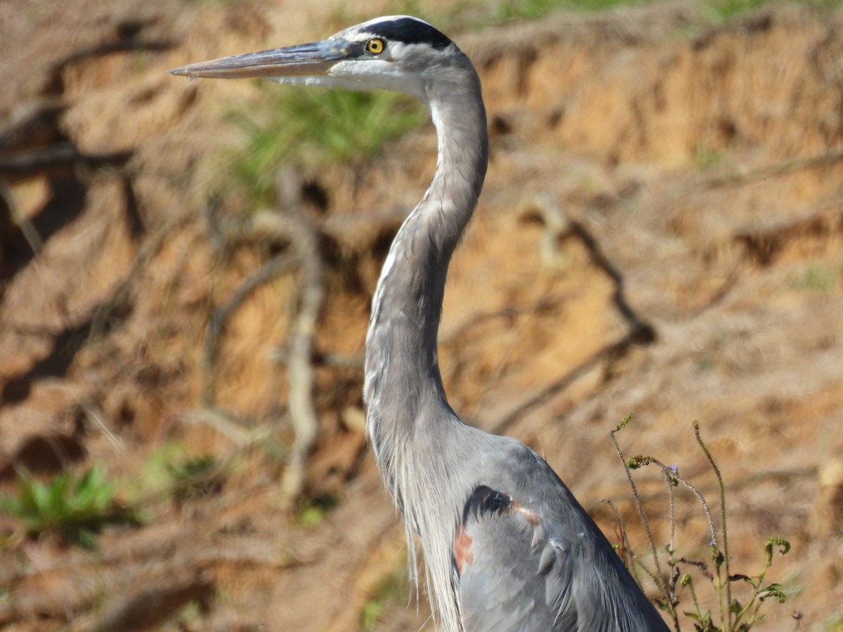 Great Blue Heron - ML384464151