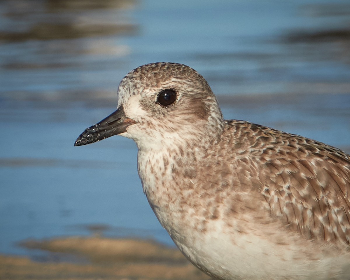 Black-bellied Plover - Stephen Mann