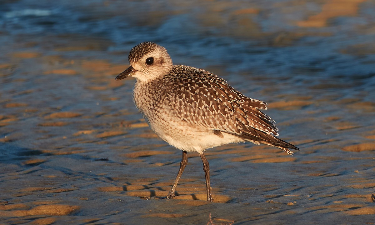 Black-bellied Plover - ML384464271