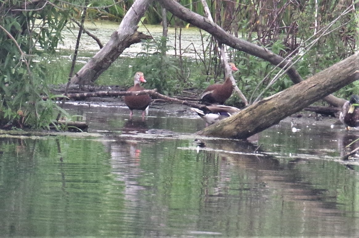 Black-bellied Whistling-Duck - ML384464841