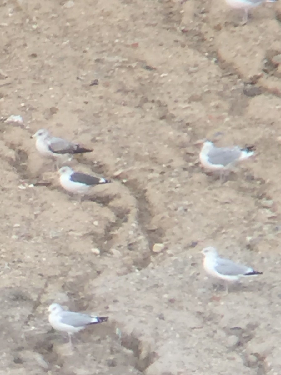 Lesser Black-backed Gull - ML384467991