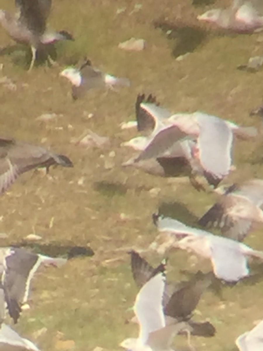 Lesser Black-backed Gull - ML384468021