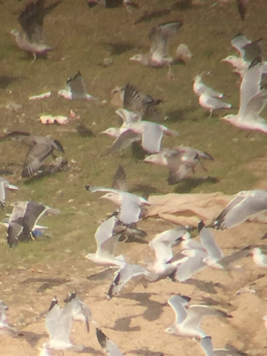 Lesser Black-backed Gull - ML384468081