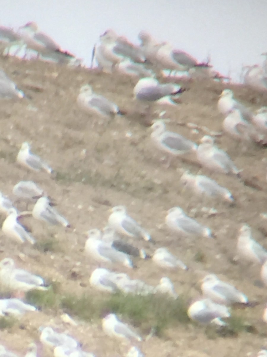 Lesser Black-backed Gull - ML384469441