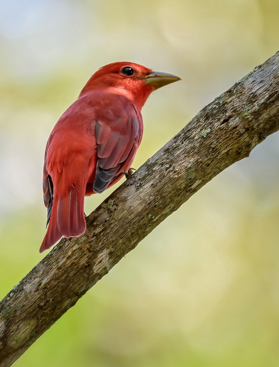 Summer Tanager - ML384473161