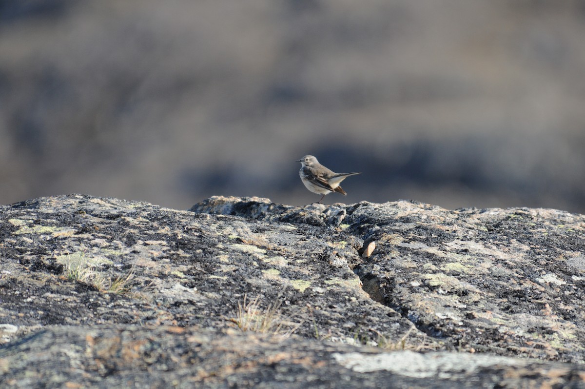 American Pipit - PC Smith