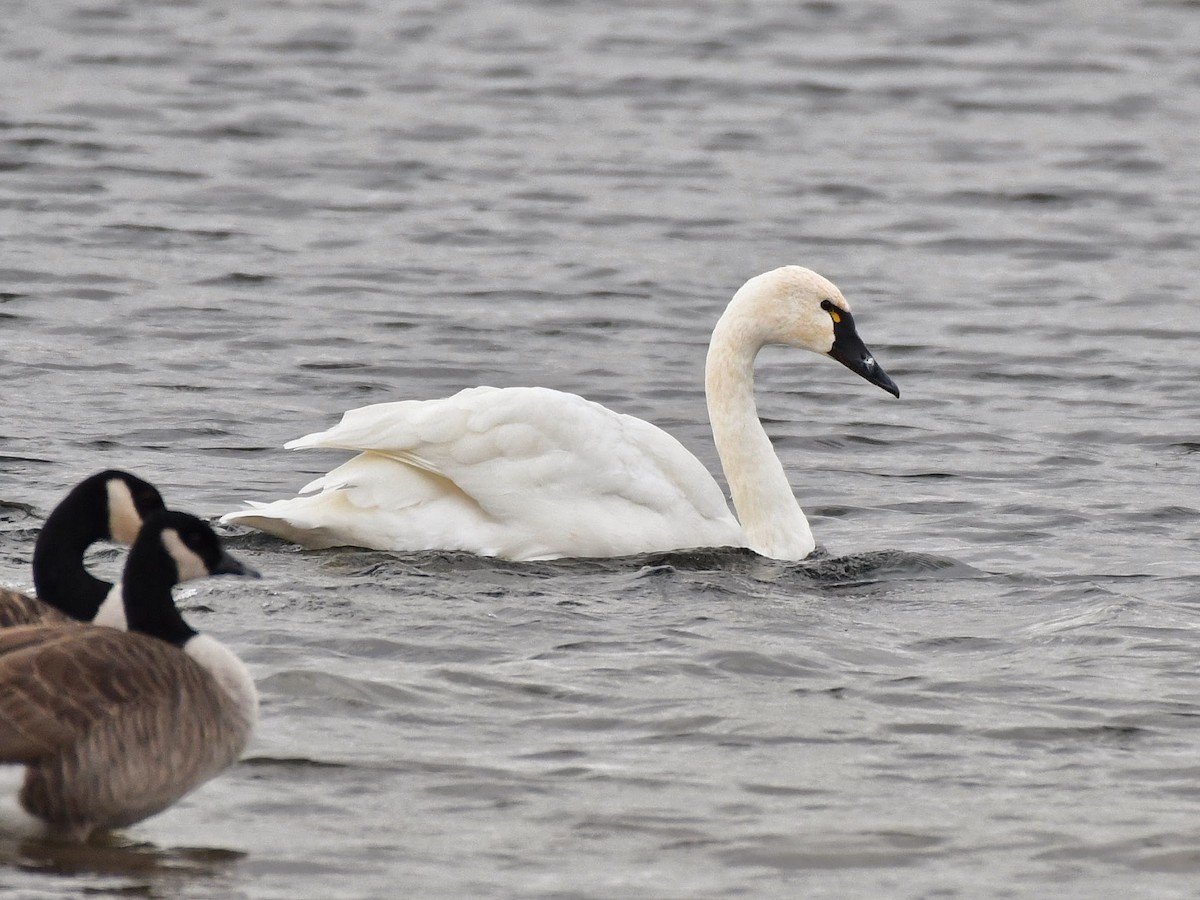 Tundra Swan - ML384475241