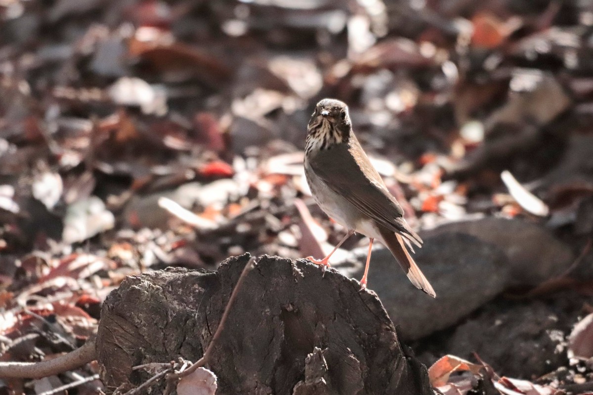 Hermit Thrush - ML384475301