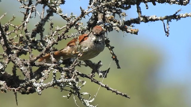 Pale-breasted Spinetail - ML384475321