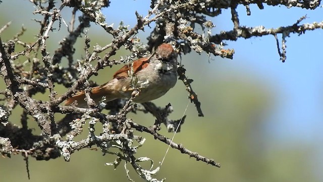 ムナジロオナガカマドドリ - ML384475321