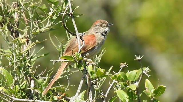 ムナジロオナガカマドドリ - ML384475341