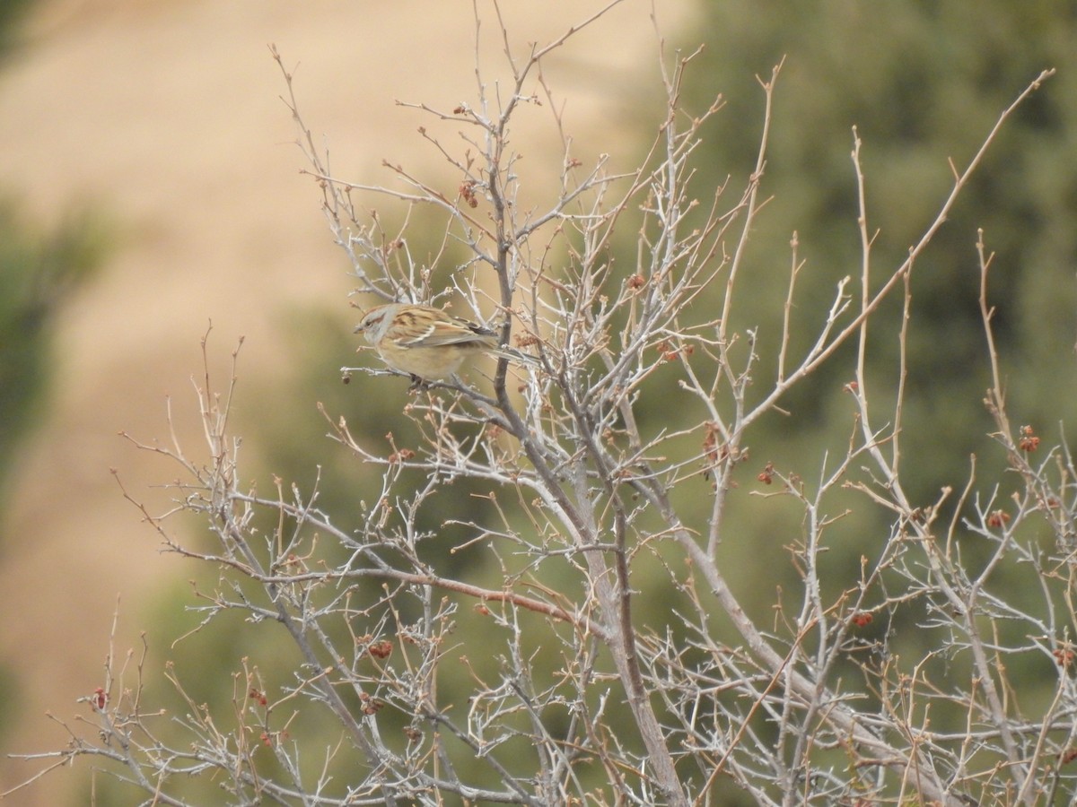 American Tree Sparrow - ML384476761