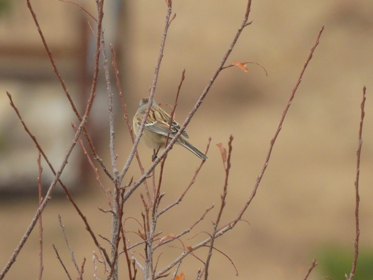 American Tree Sparrow - ML384476811