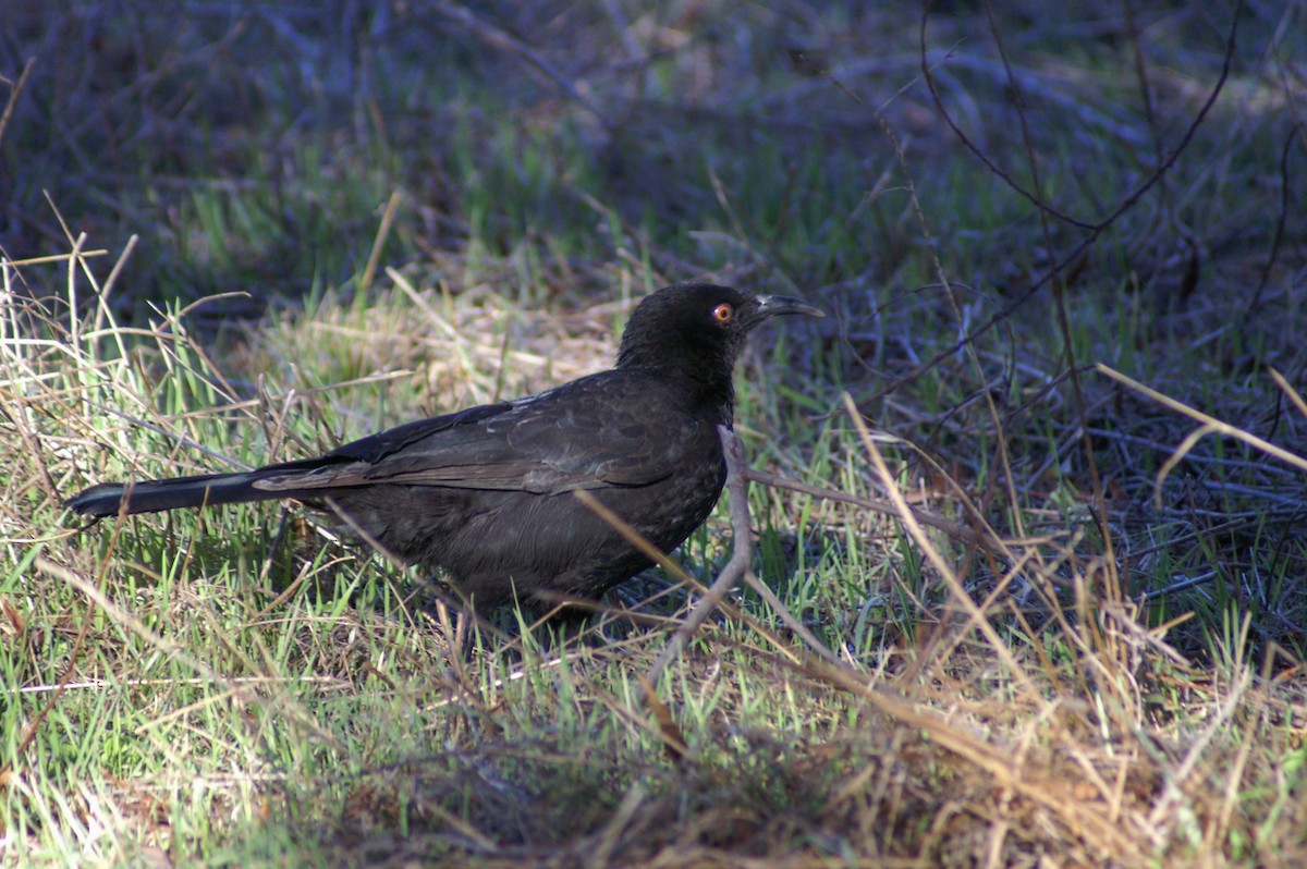 White-winged Chough - ML384477421