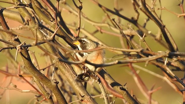 Many-colored Chaco Finch - ML384480241