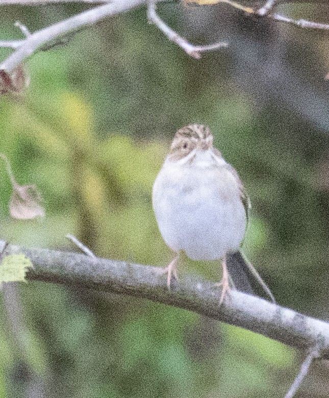 Clay-colored Sparrow - ML384480851