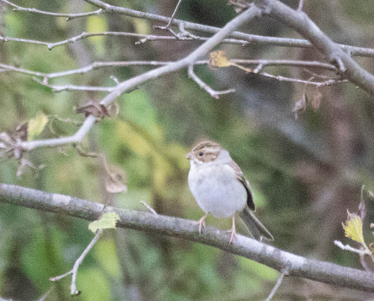 Clay-colored Sparrow - Kelly Krechmer