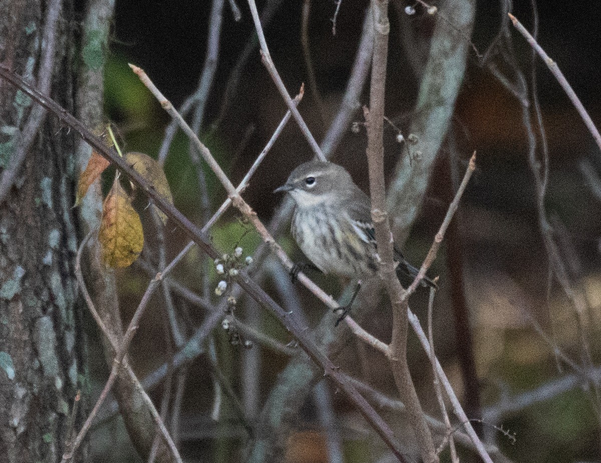 lesňáček žlutoskvrnný (ssp. coronata) - ML384481691