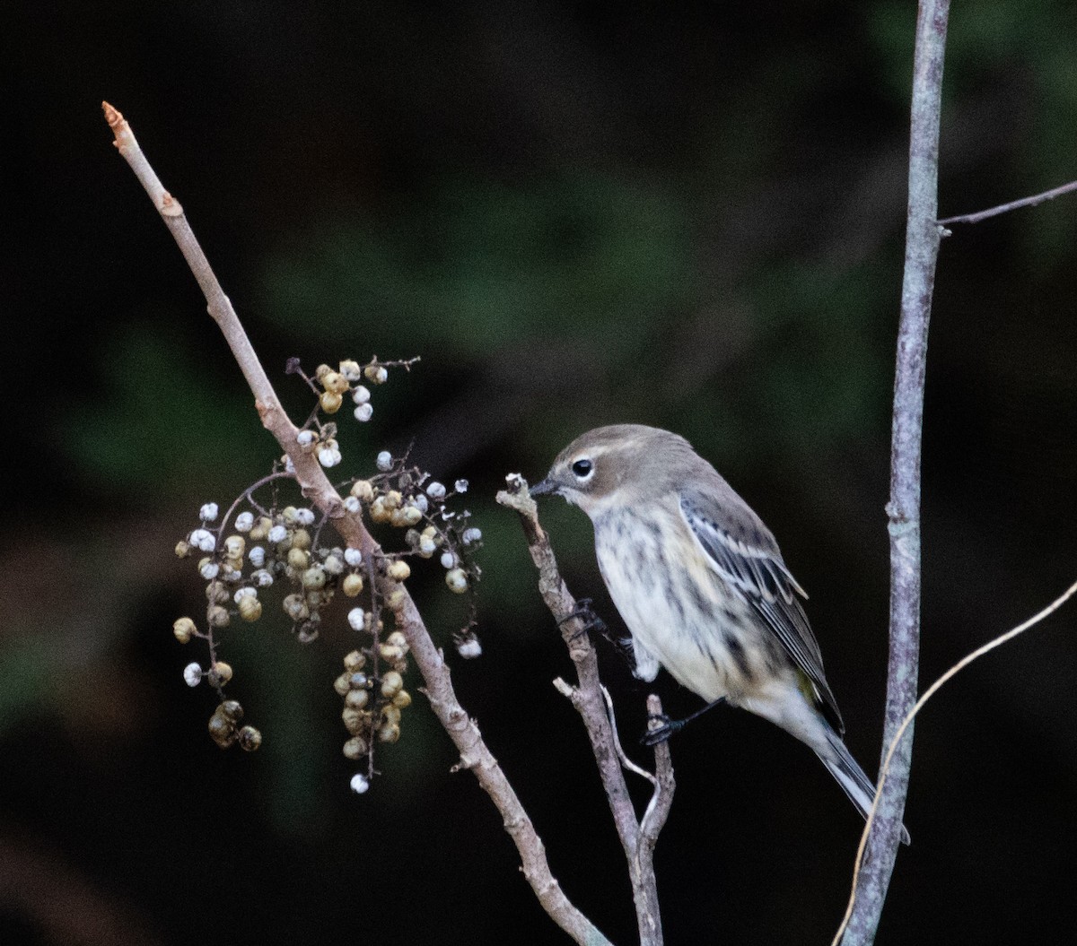 Yellow-rumped Warbler (Myrtle) - ML384481711