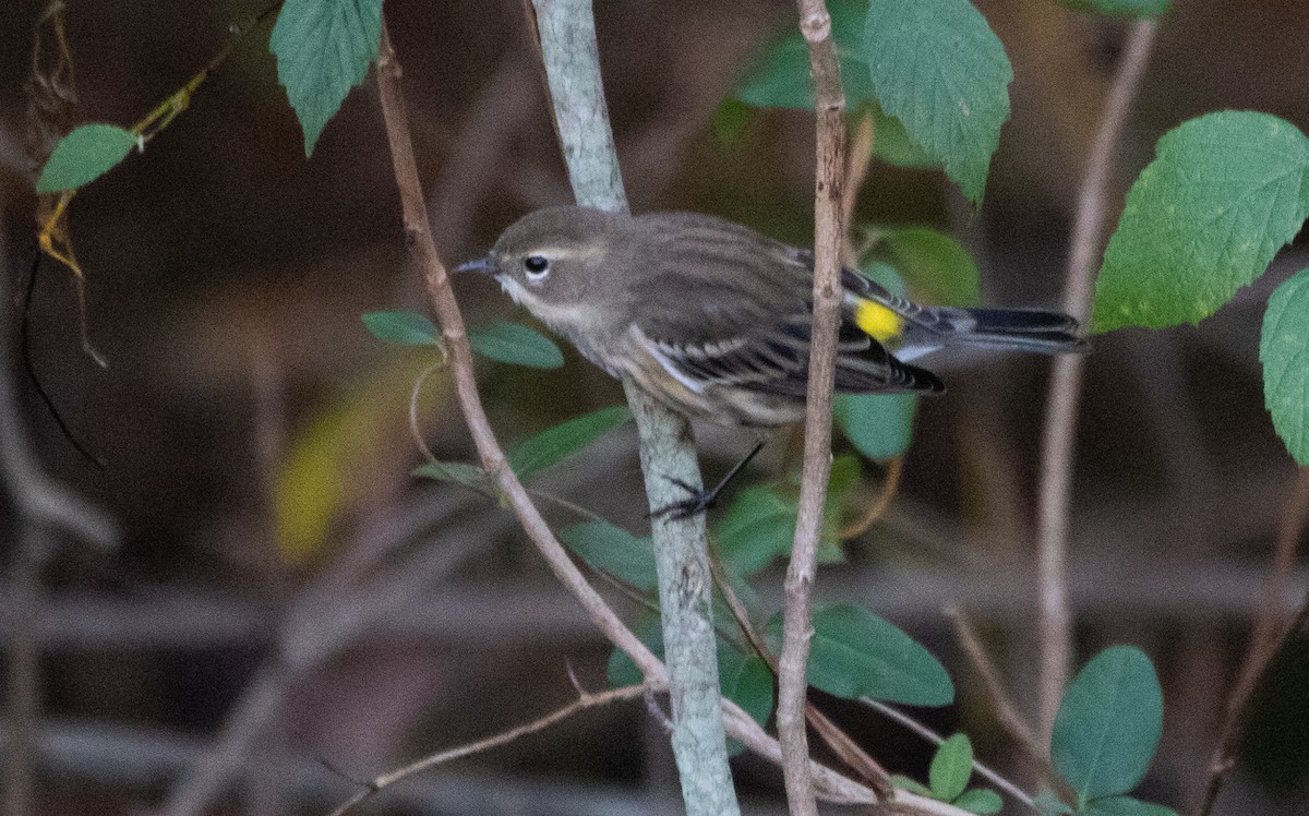 lesňáček žlutoskvrnný (ssp. coronata) - ML384481721