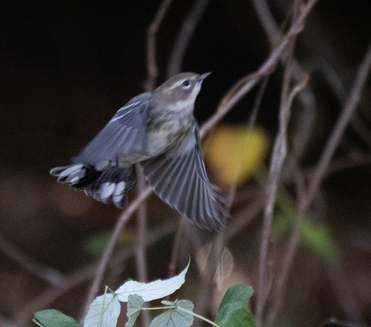 Kronenwaldsänger (coronata) - ML384481741