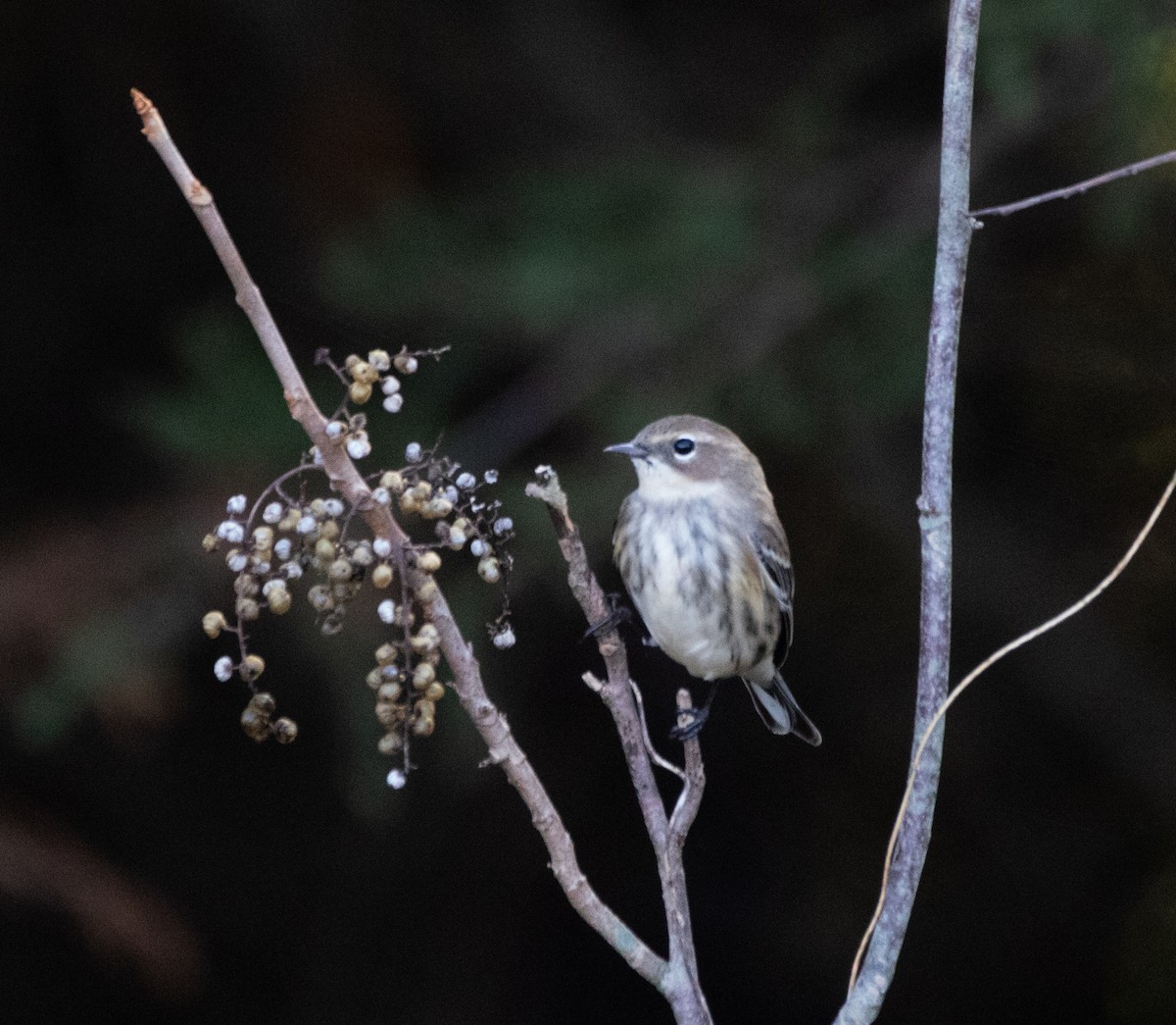 Kronenwaldsänger (coronata) - ML384481771